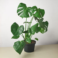 Monstera Deliciosa 'Split-Leaf'