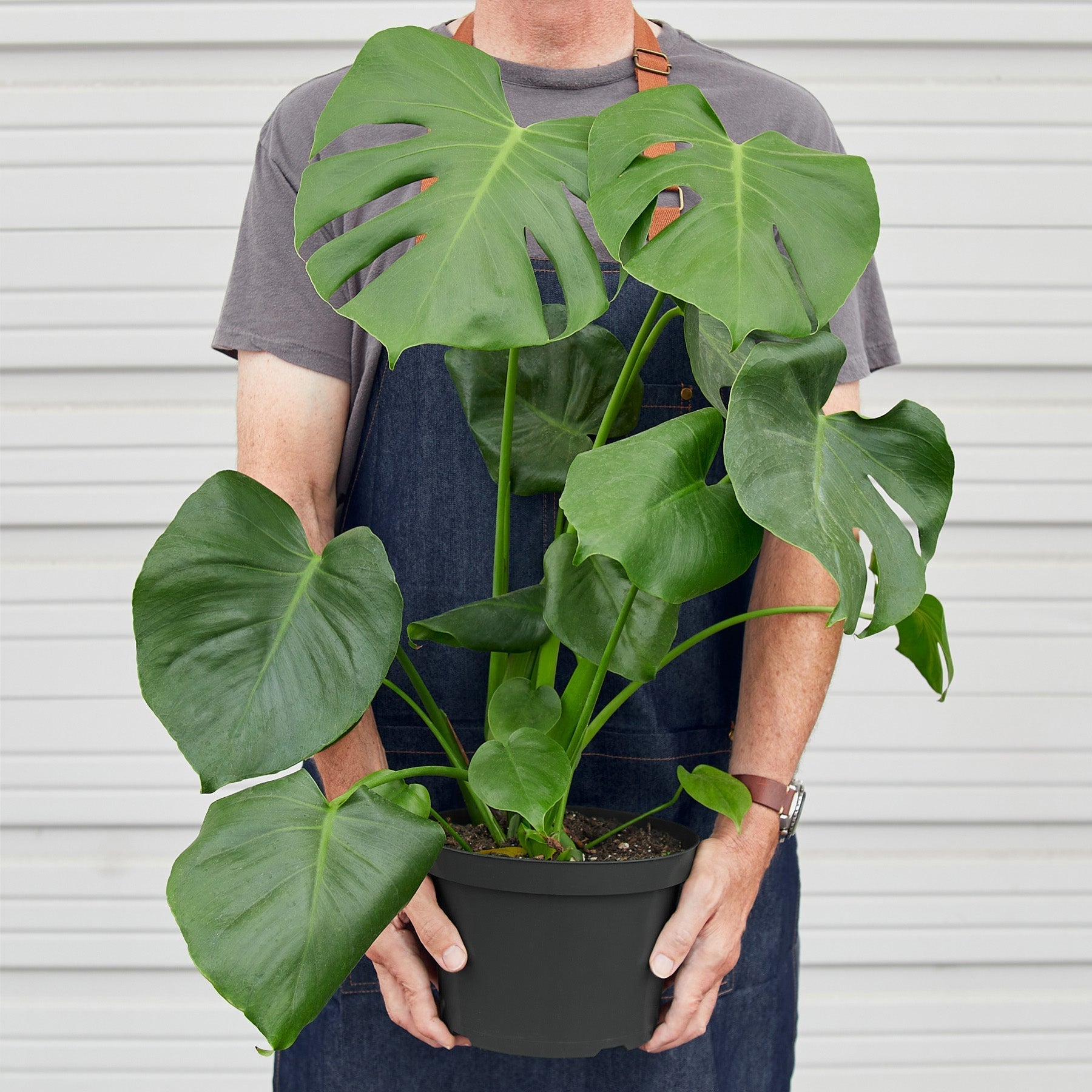 Monstera Deliciosa 'Split-Leaf'