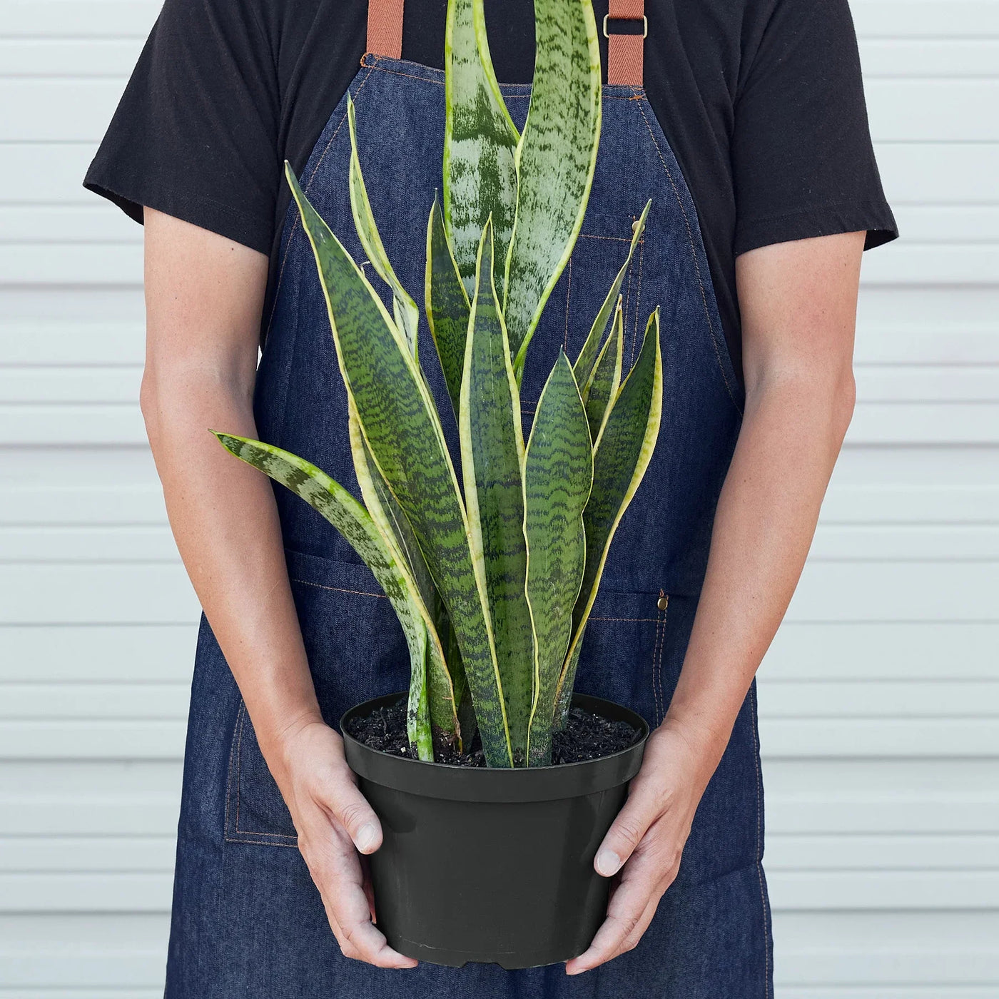 Sansevieria Trifasciata Laurentii Snake Plant