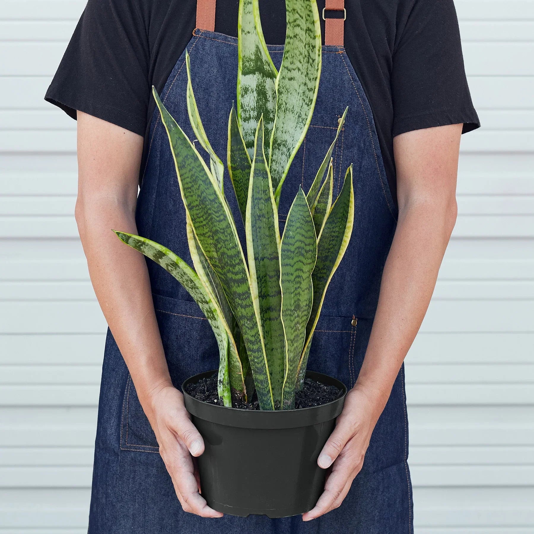 Sansevieria Trifasciata Laurentii Snake Plant