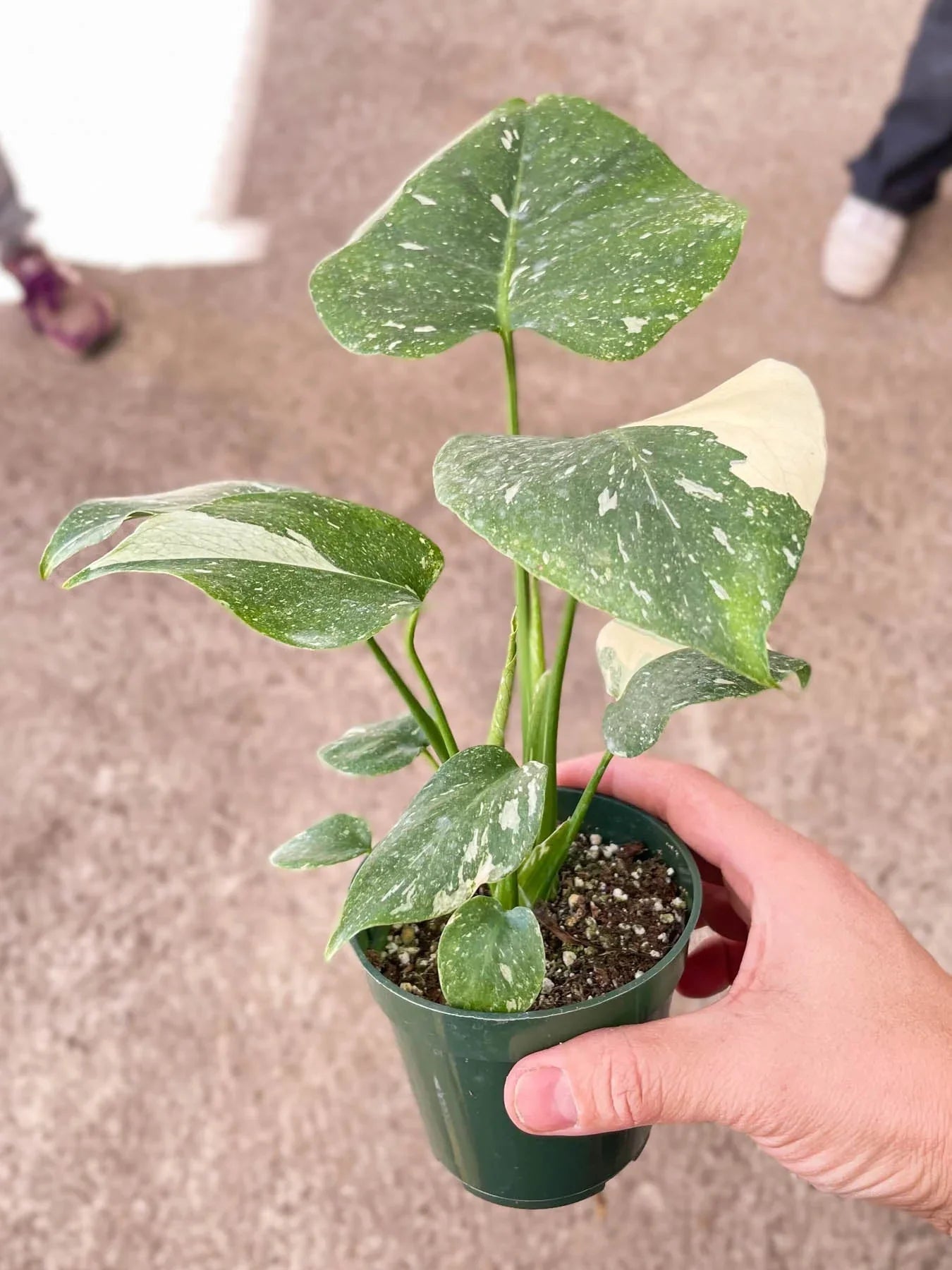 Monstera Deliciosa 'Thai Constellation'