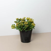 Sedum Limelight Green Mound Succulent