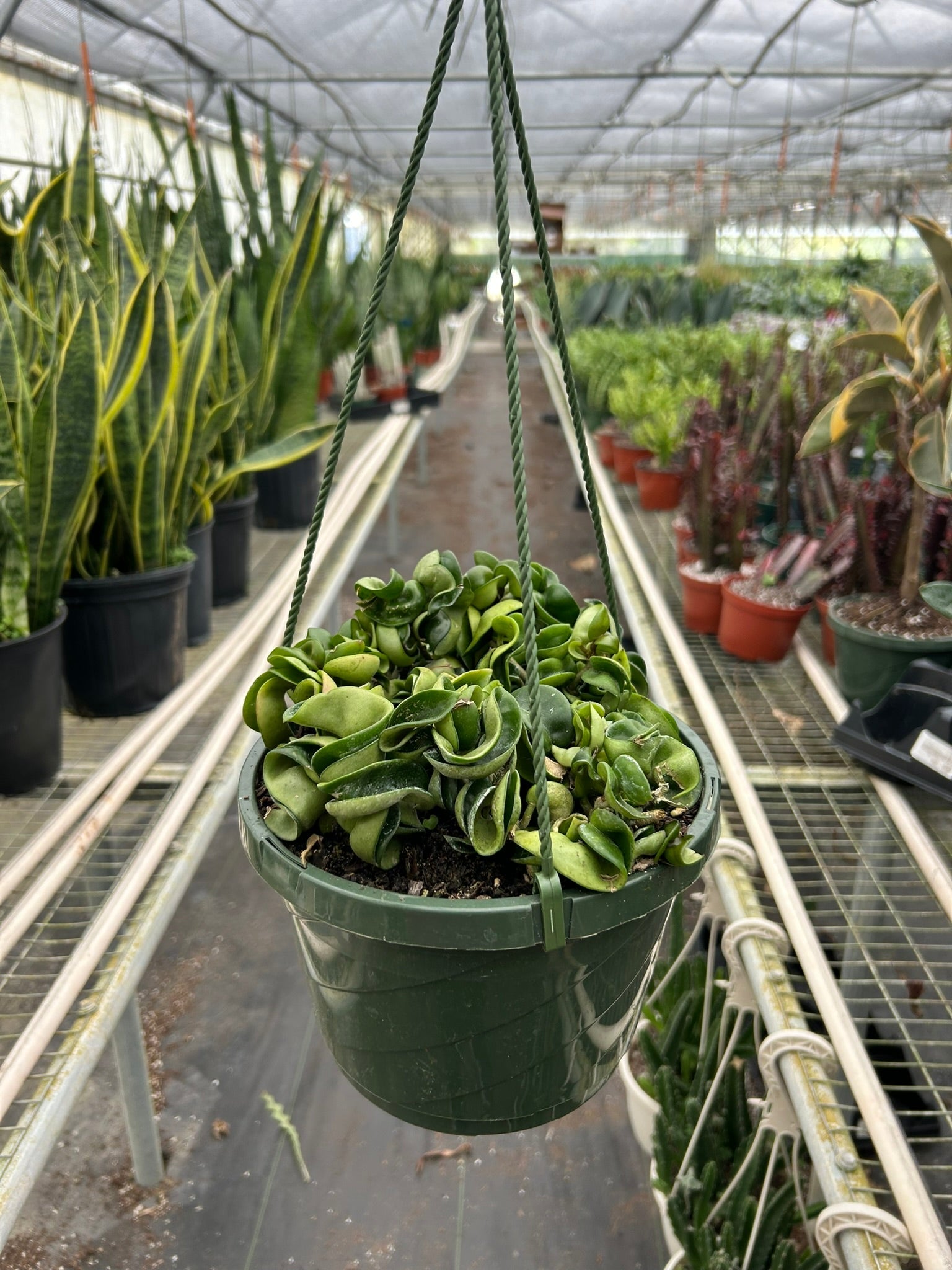 Hoya Hindu Rope Krinkle Curl
