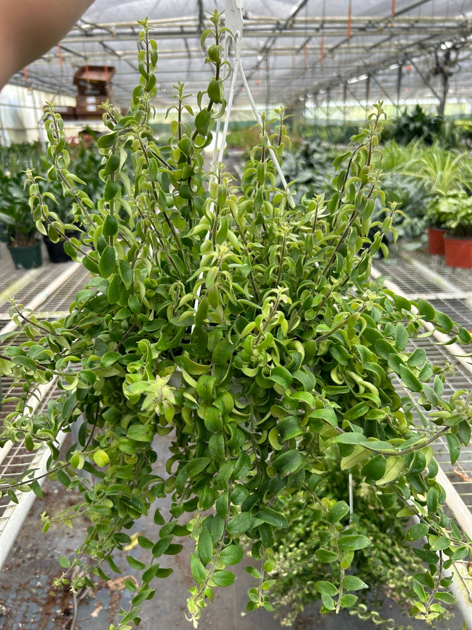 Aeschynanthus Radicans Curly Lipstick Plant