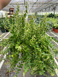 Aeschynanthus Radicans Curly Lipstick Plant