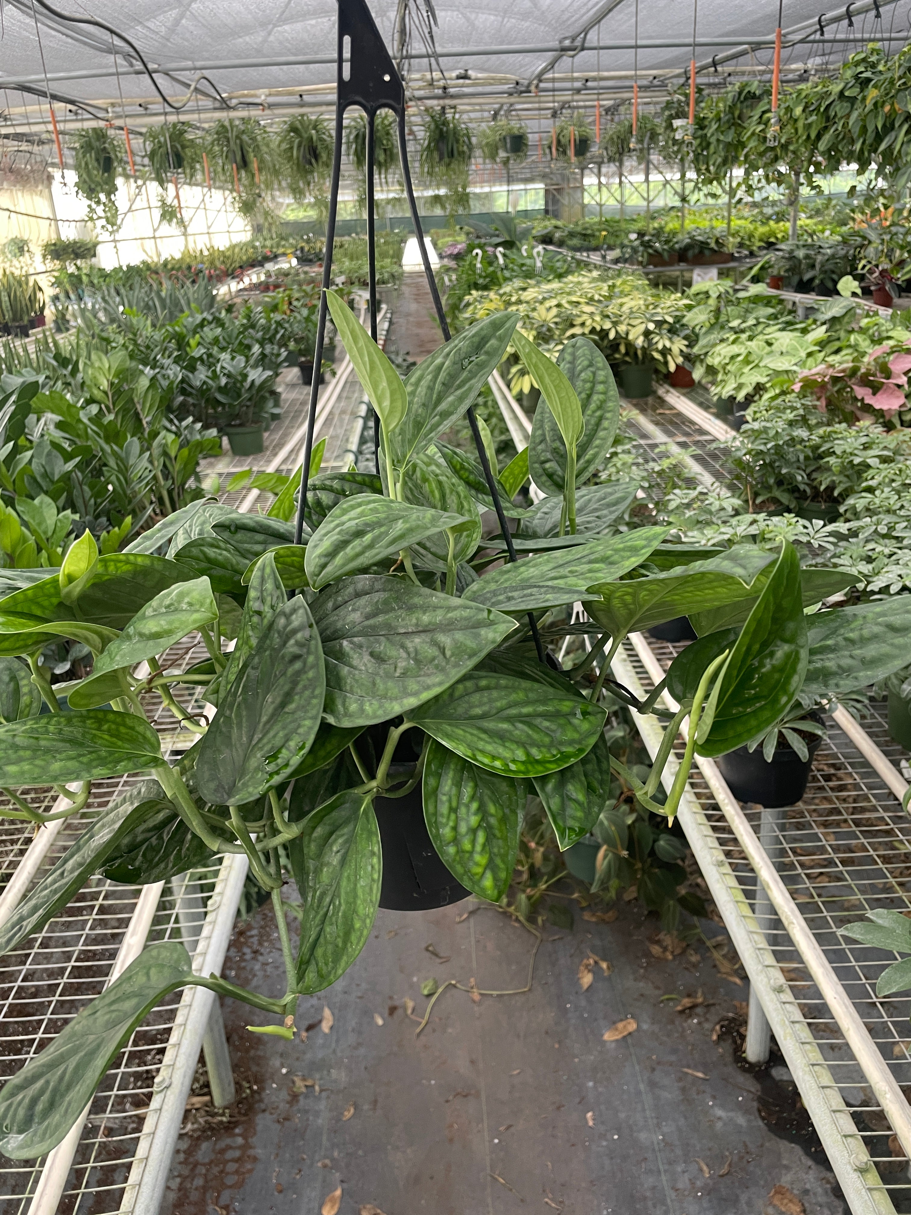 Monstera Peru Karstenianum