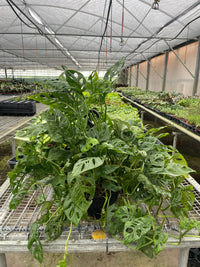 Monstera Adansonii