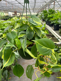 Philodendron Hederaceum Brasil