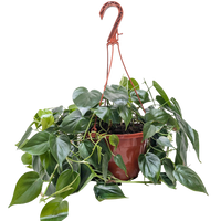 Philodendron Cordatum Heartleaf