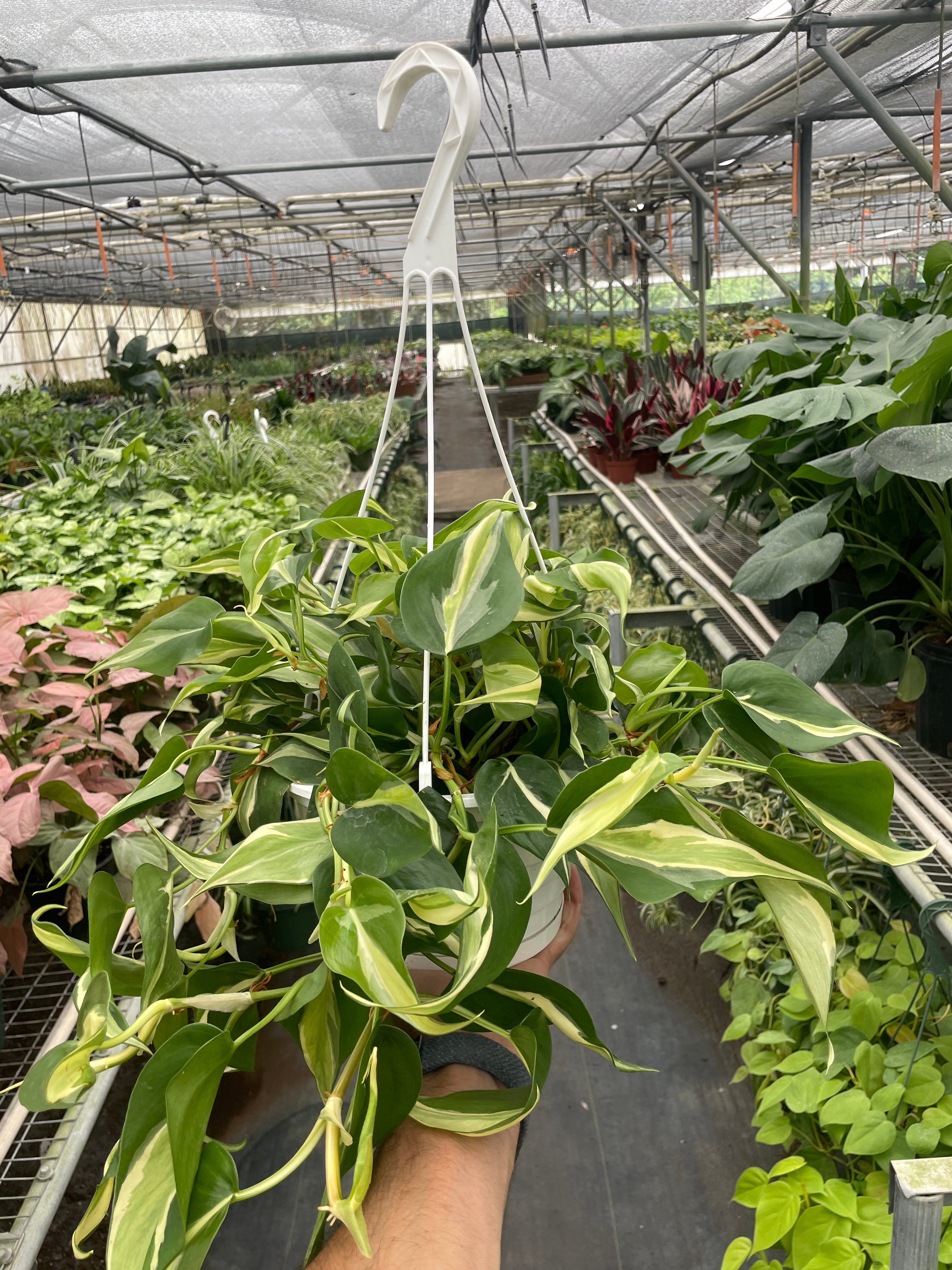 Philodendron Hederaceum Silver Stripe