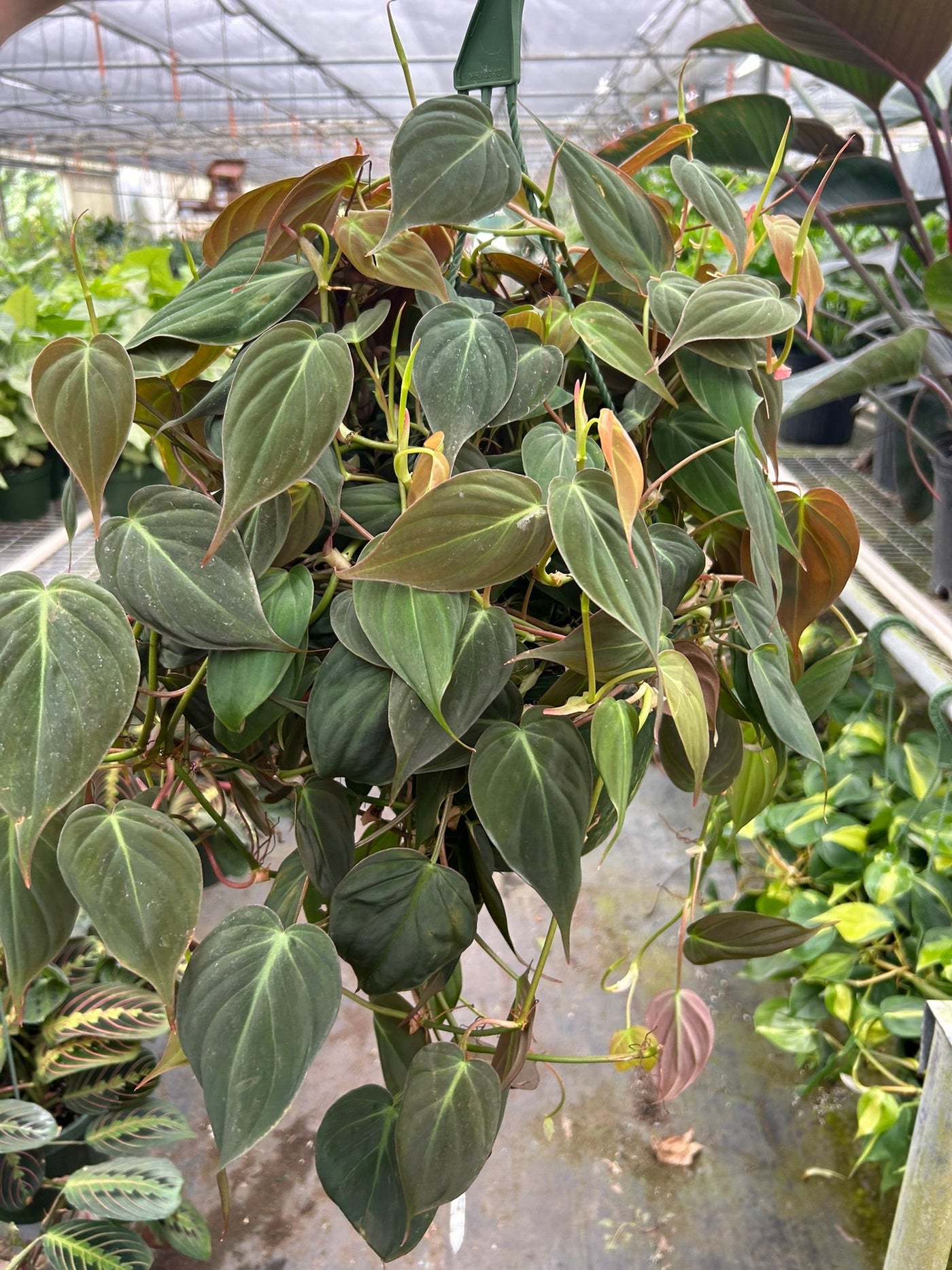 micans philodendron Philodendron Velvet - Philodendron Micans