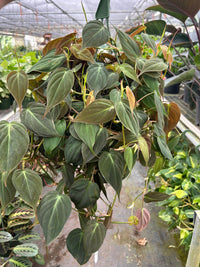 philodendron micans pet safe Philodendron Velvet - Philodendron Micans