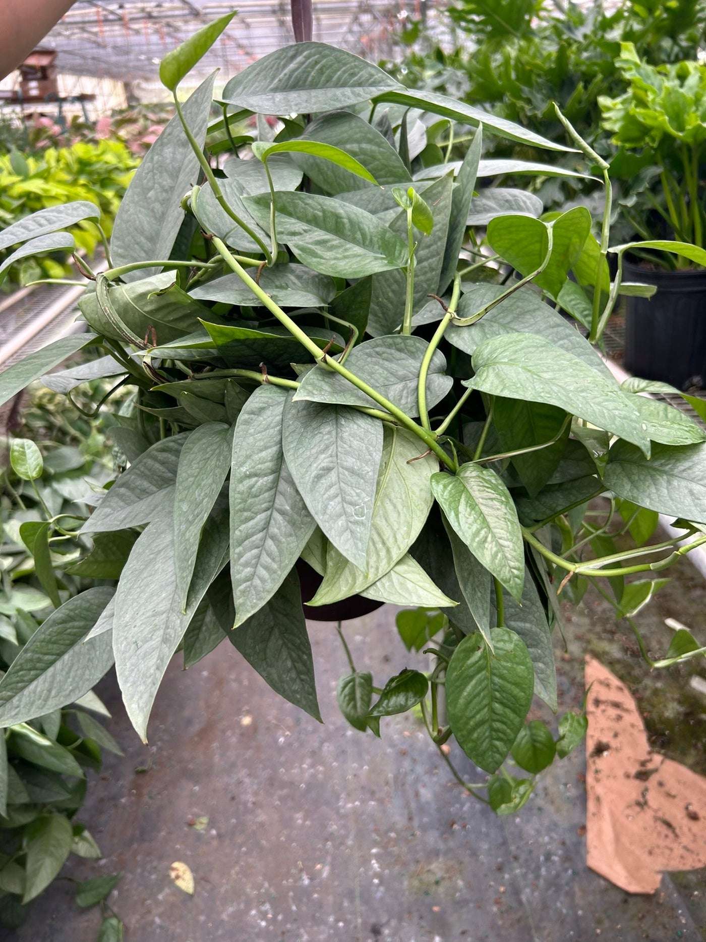 Epipremnum Pinnatum ‘Cebu Blue’ Pothos
