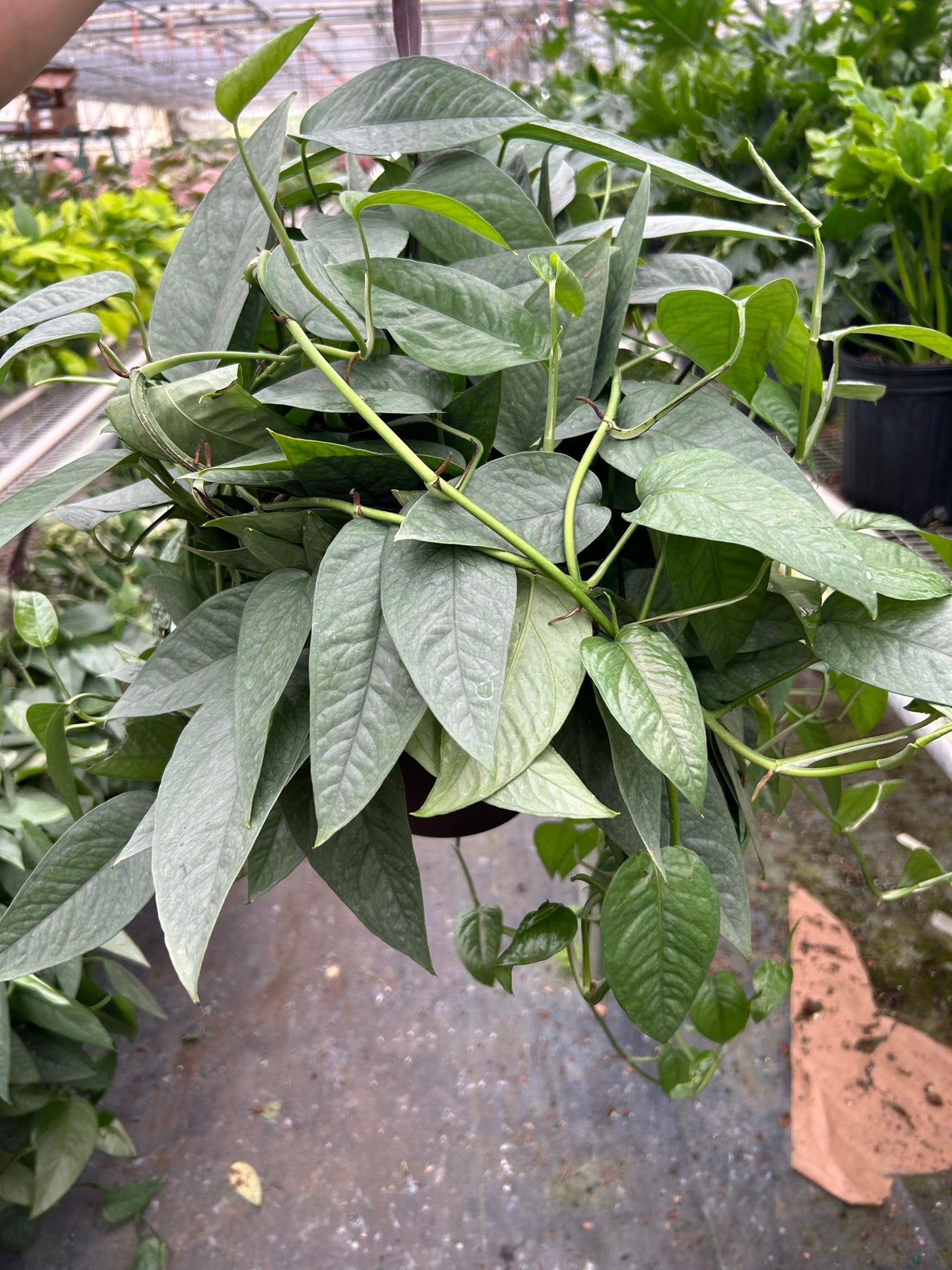 Epipremnum Pinnatum ‘Cebu Blue’ Pothos
