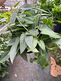 Epipremnum Pinnatum ‘Cebu Blue’ Pothos