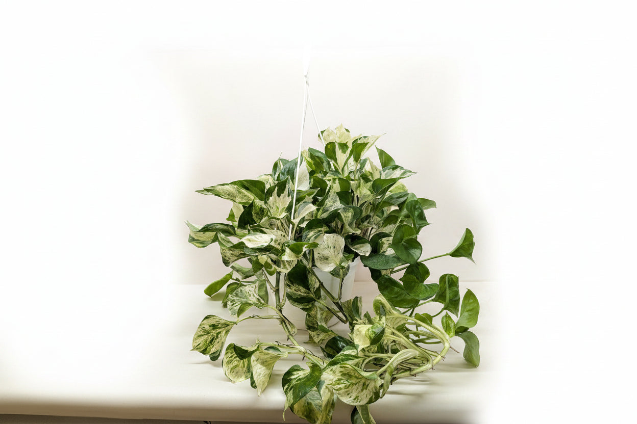 Pothos Manjula