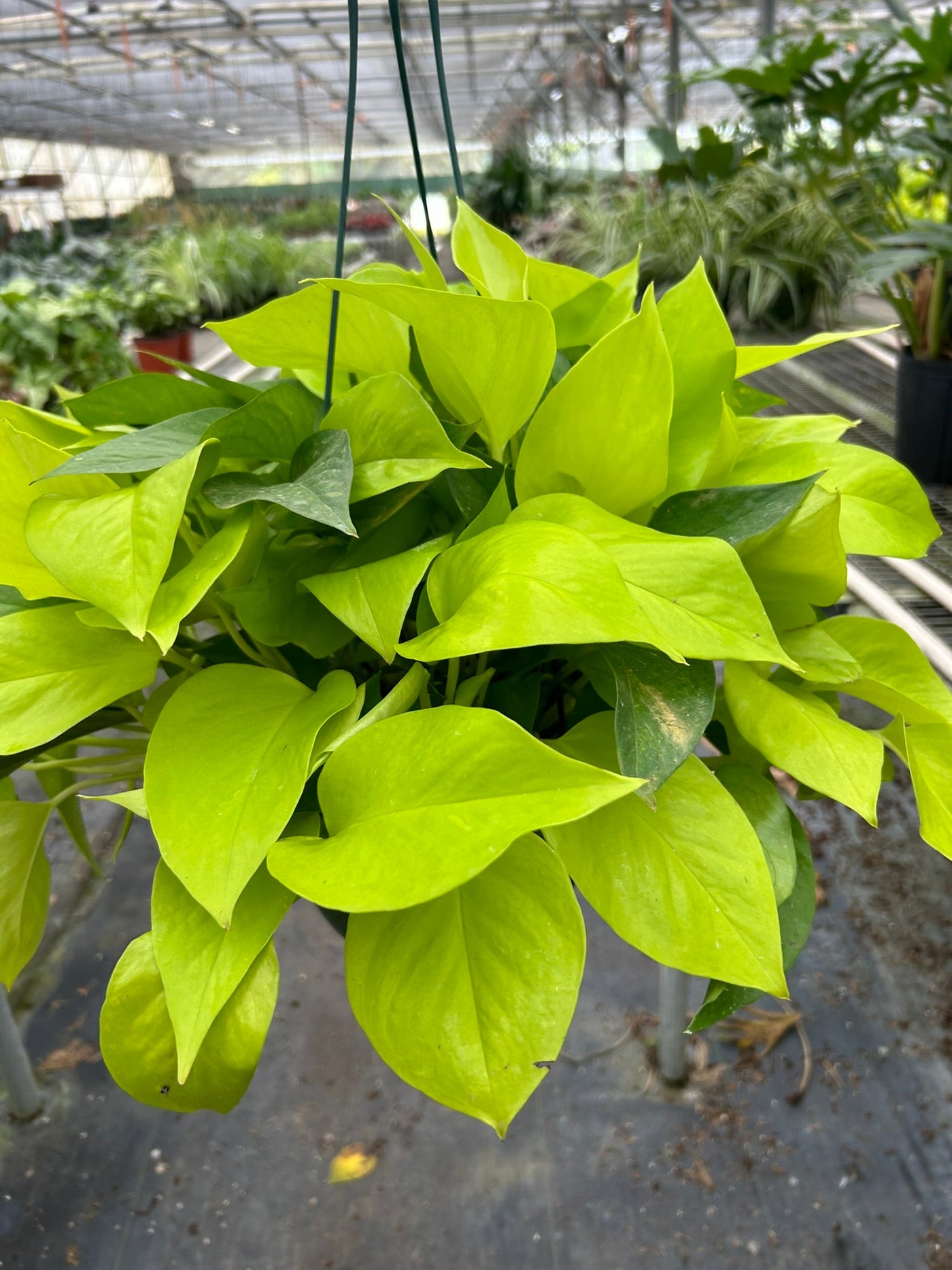 lime pothos plant Pothos 'Neon' Live Plant, 4" Pot