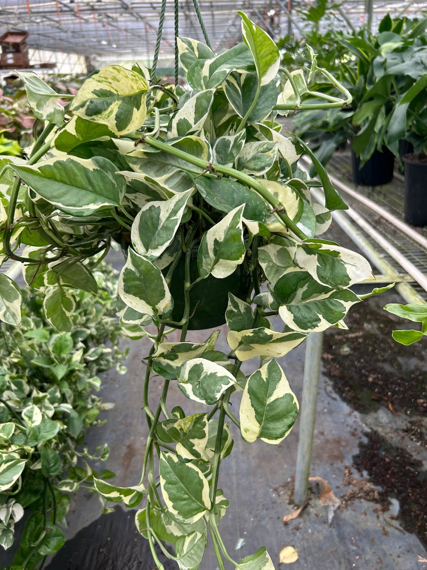 Epipremnum Aureum Pothos NJoy Pearls