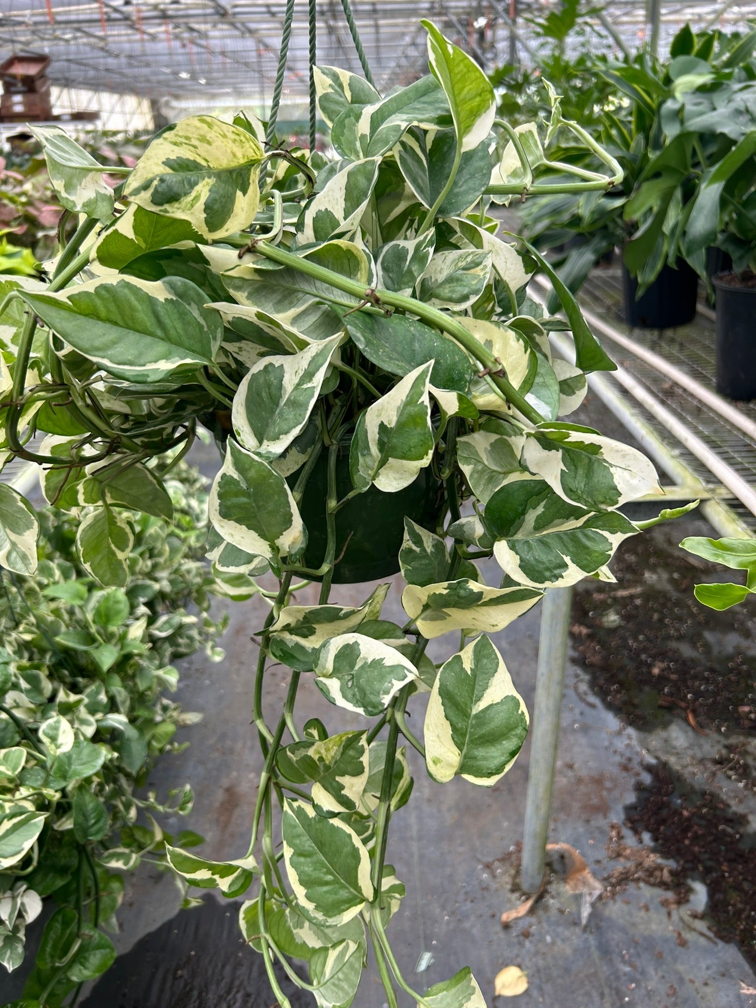 Epipremnum Aureum Pothos NJoy Pearls