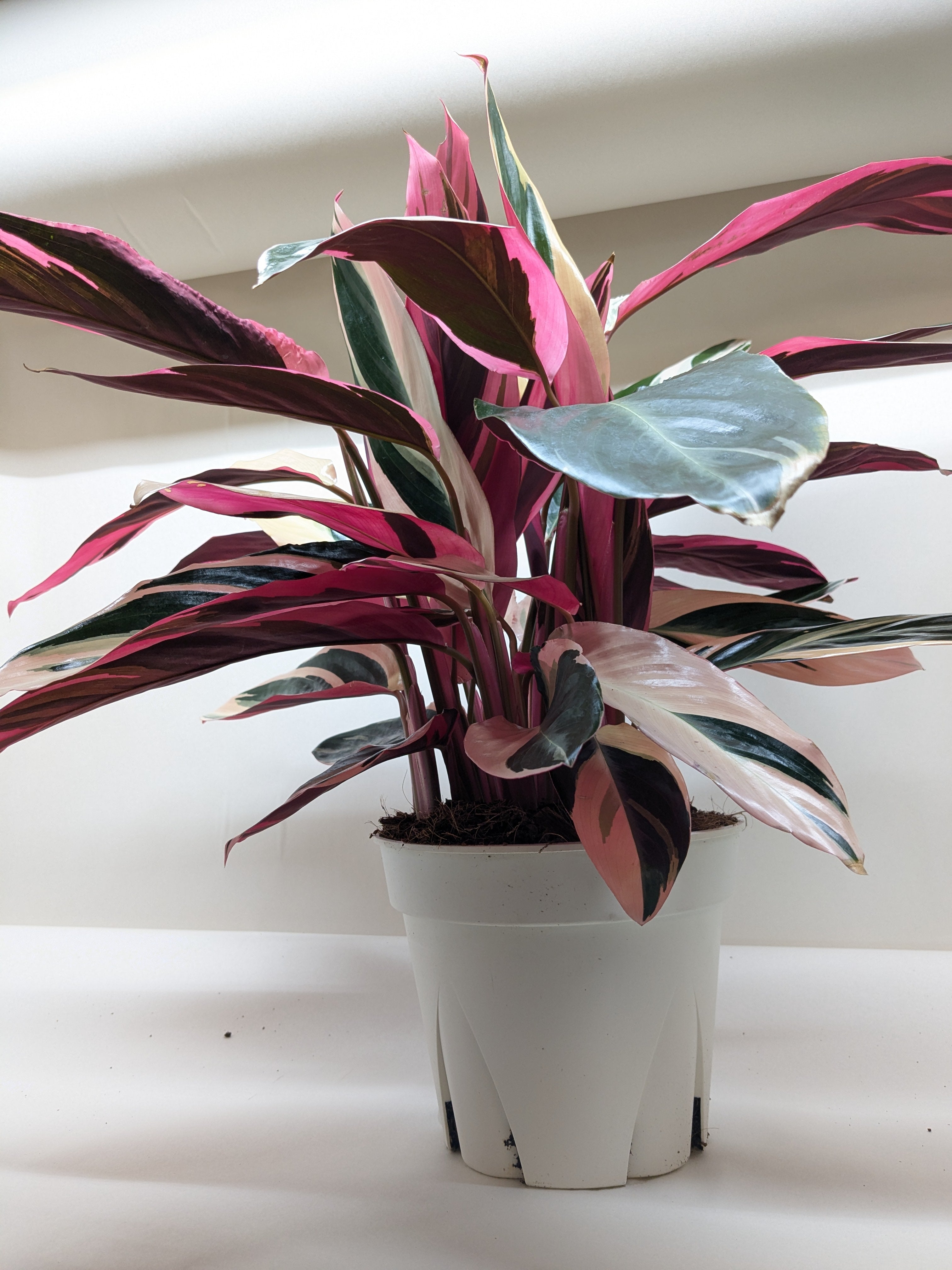Calathea Triostar (Stromanthe Sanguinea)