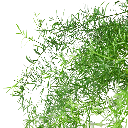 Asparagus Aethiopicus 'Sprengeri' Fern