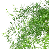Asparagus Aethiopicus 'Sprengeri' Fern