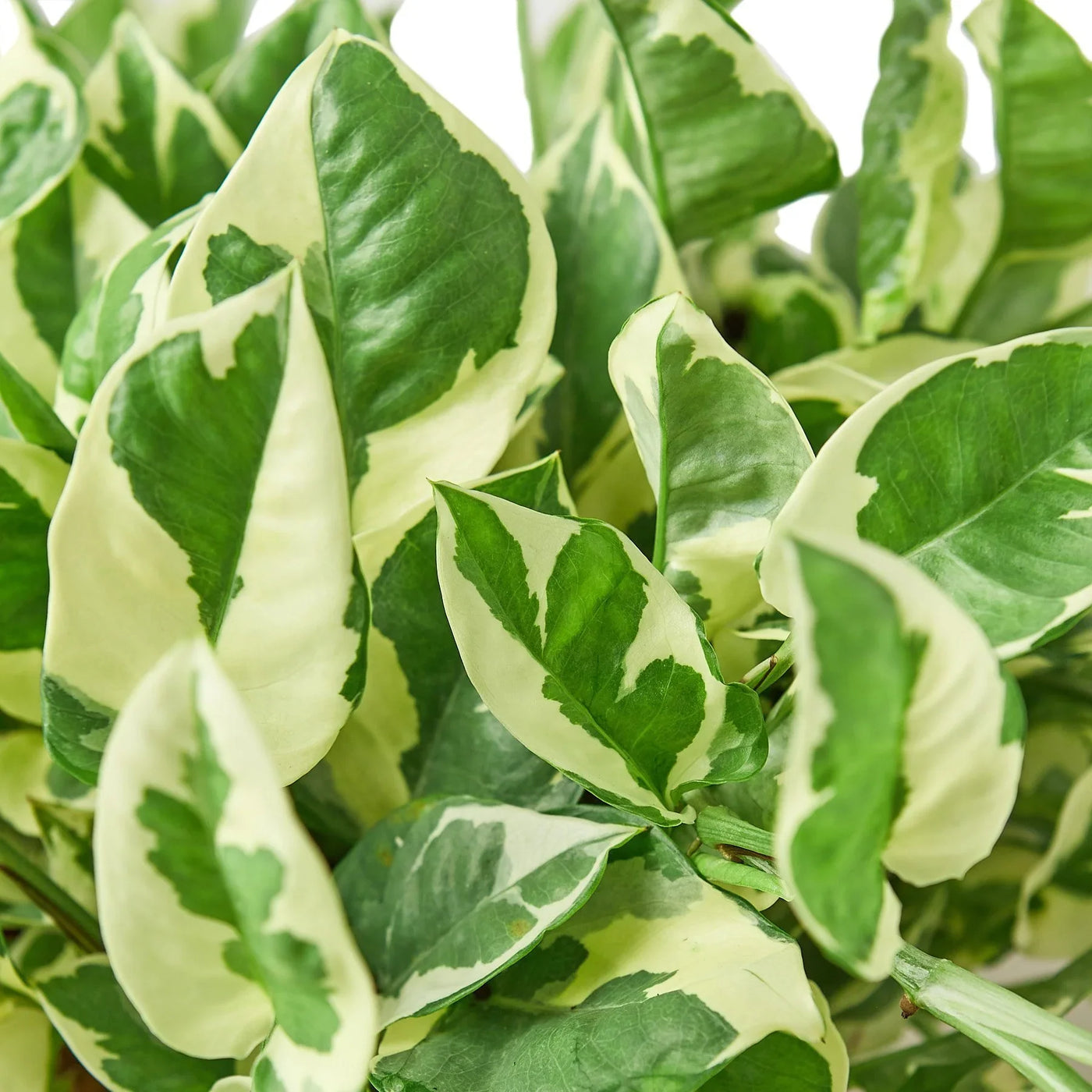 Epipremnum Aureum Pothos NJoy Pearls