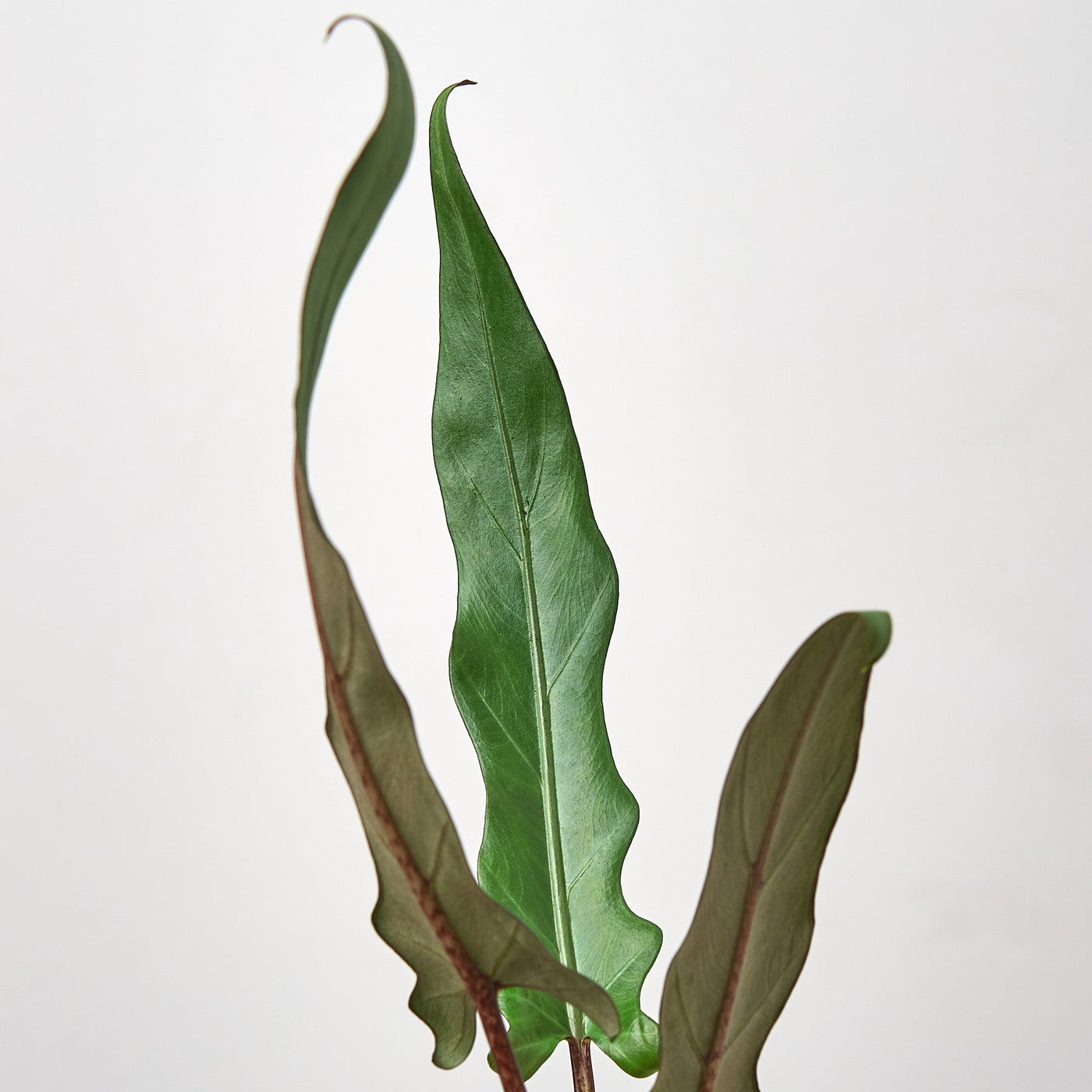 Alocasia Lauterbachiana Purple Sword