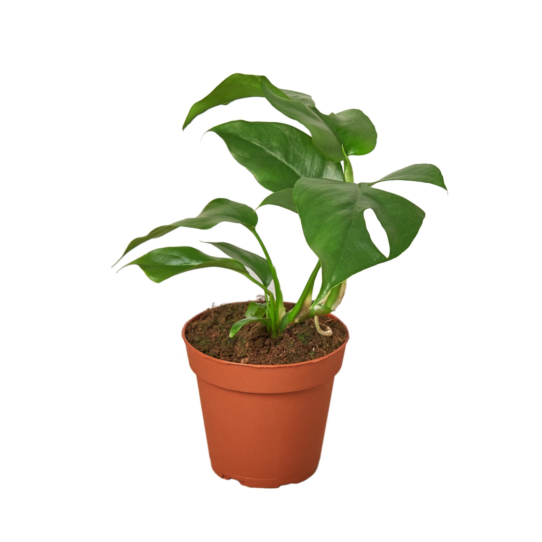 Rhaphidophora Tetrasperma Mini Monstera 'Ginny'