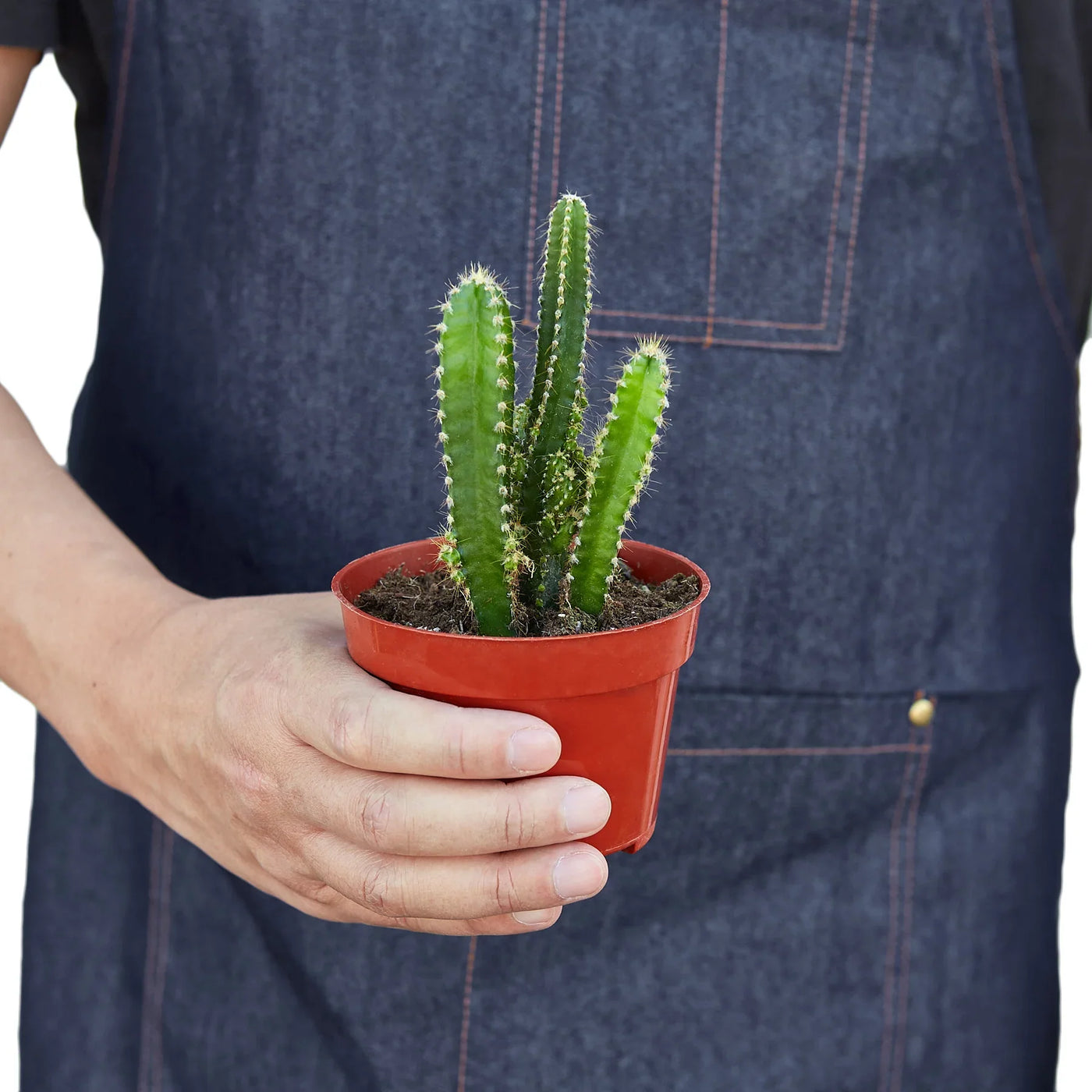 Fairy Castle Cactus 'Acanthocereus Tetragonus'