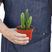 Fairy Castle Cactus 'Acanthocereus Tetragonus'