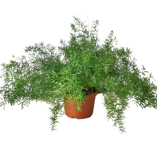 Asparagus Aethiopicus 'Sprengeri' Fern