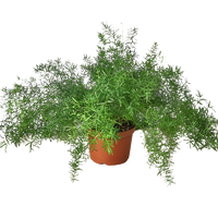Asparagus Aethiopicus 'Sprengeri' Fern