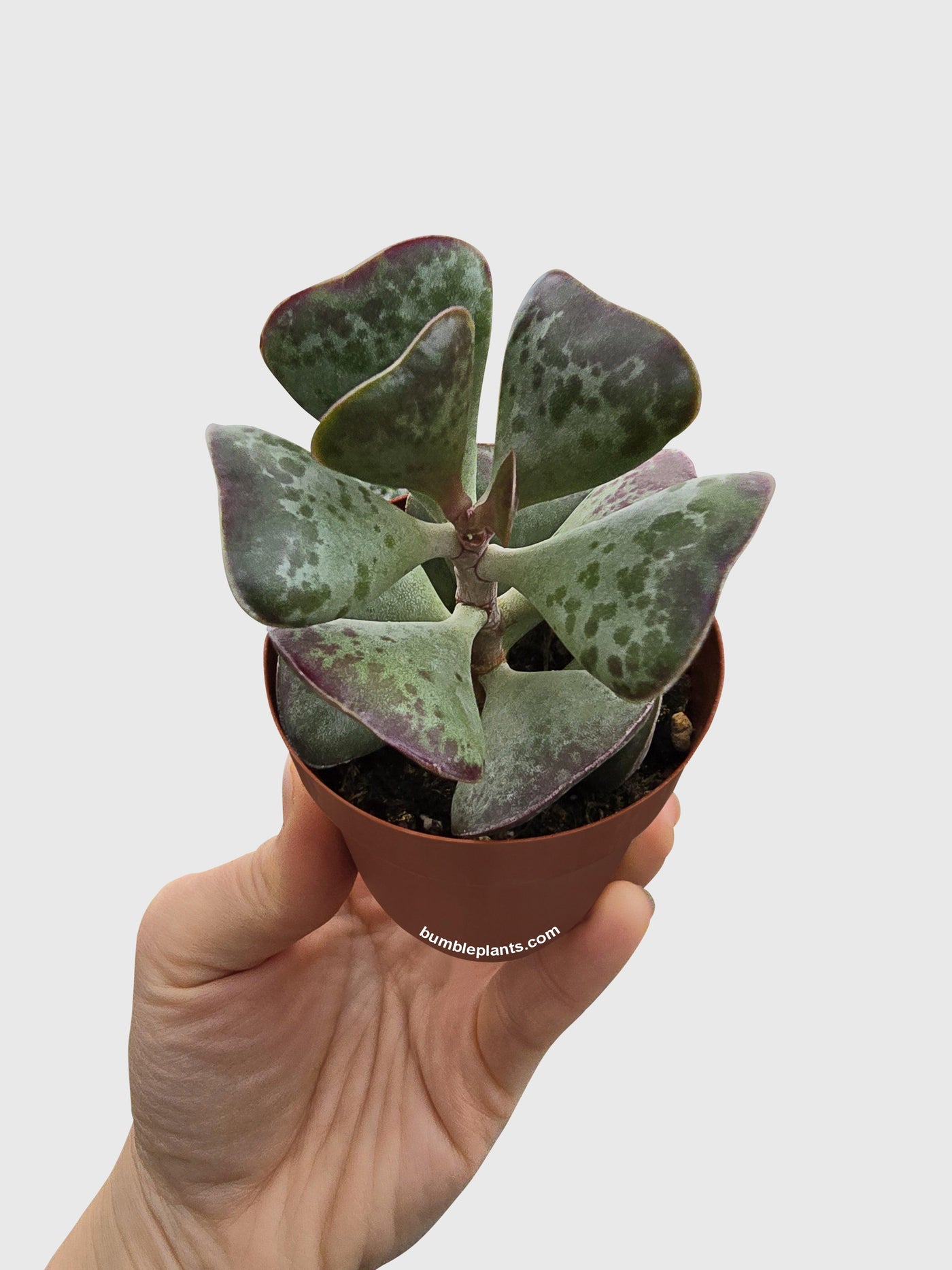 calico succulent Live Calico Hearts Succulent