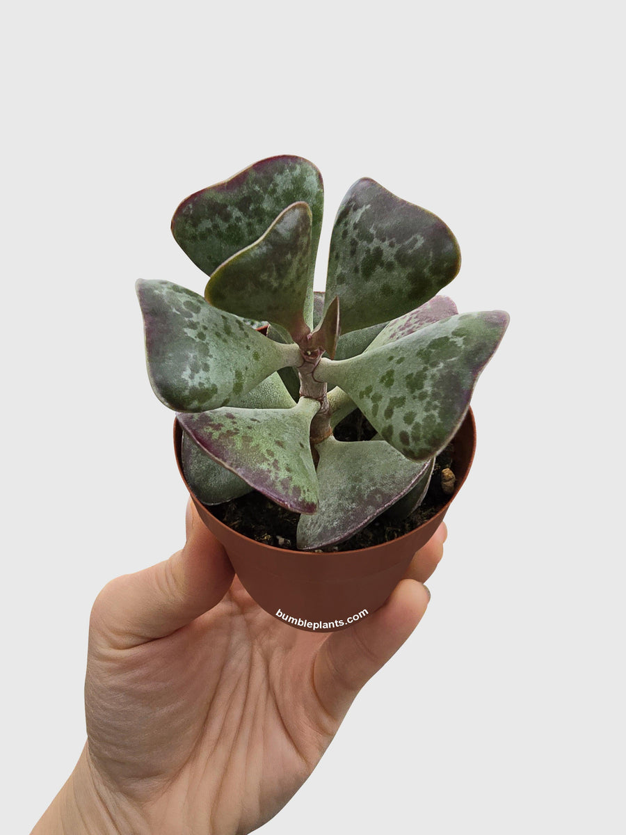 Calico Hearts Succulent - Bumble Plants