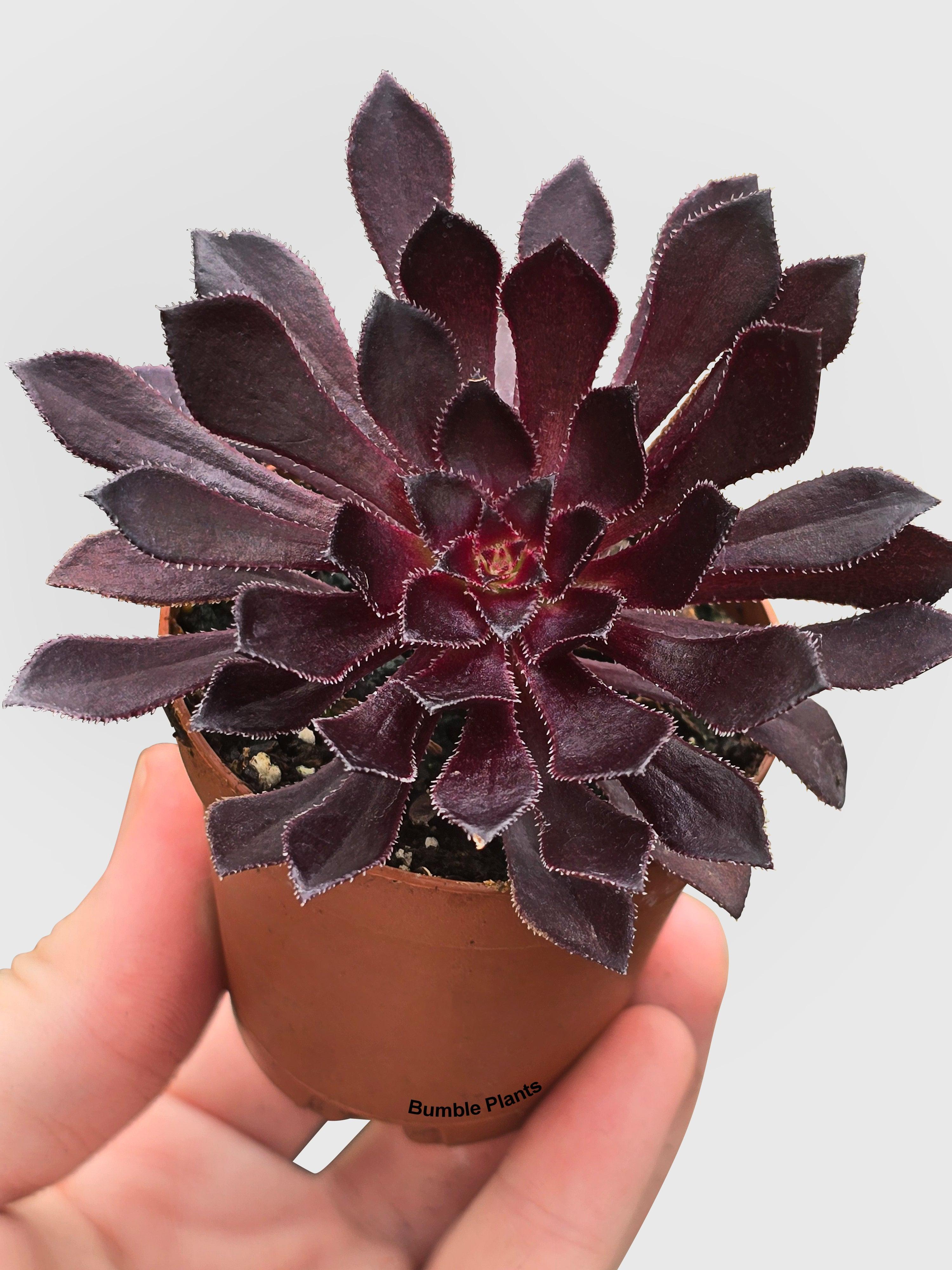 black succulent pot Aeonium Black Rose 'Arboreum Zwartkop'