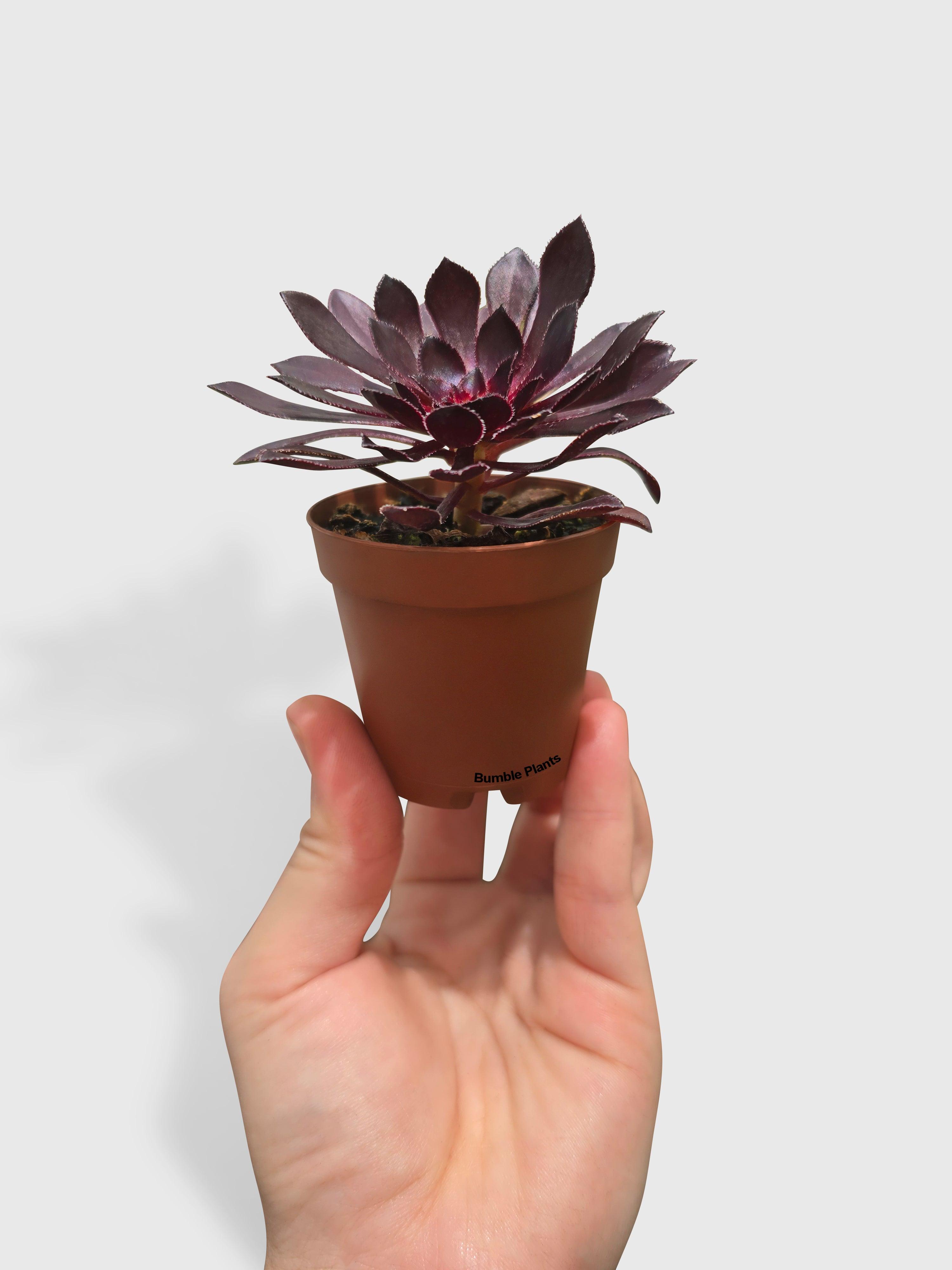 zwartkop succulent Aeonium Black Rose 'Arboreum Zwartkop'