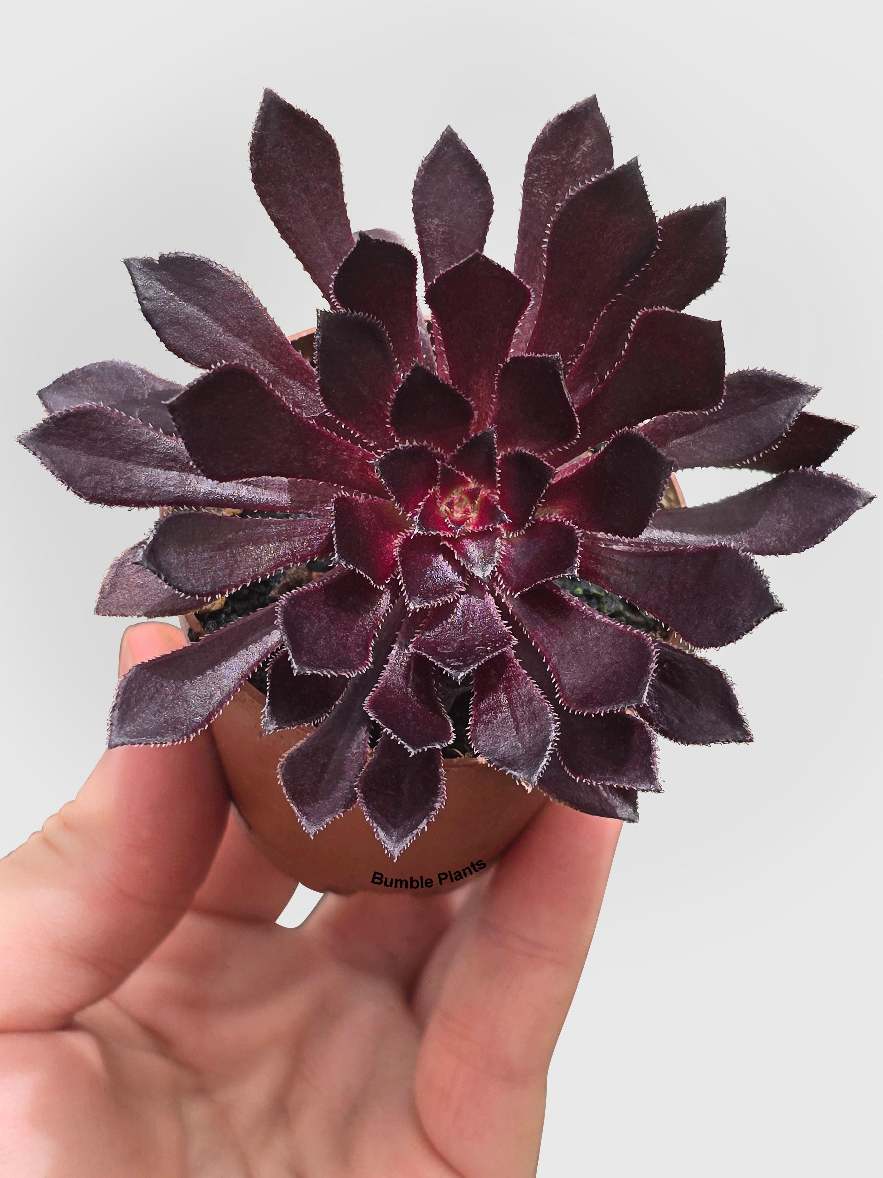 succulent plant black rose Aeonium Black Rose 'Arboreum Zwartkop'