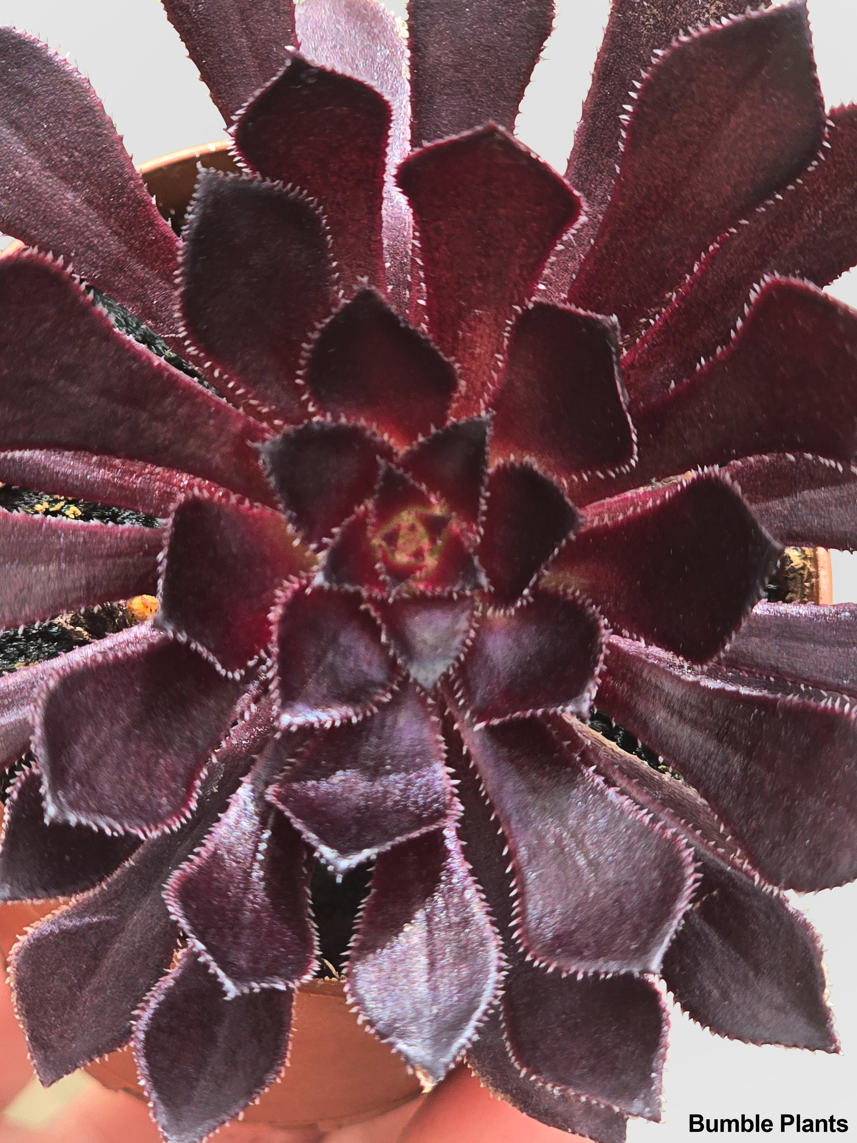black rose aeonium succulent Aeonium Black Rose 'Arboreum Zwartkop'