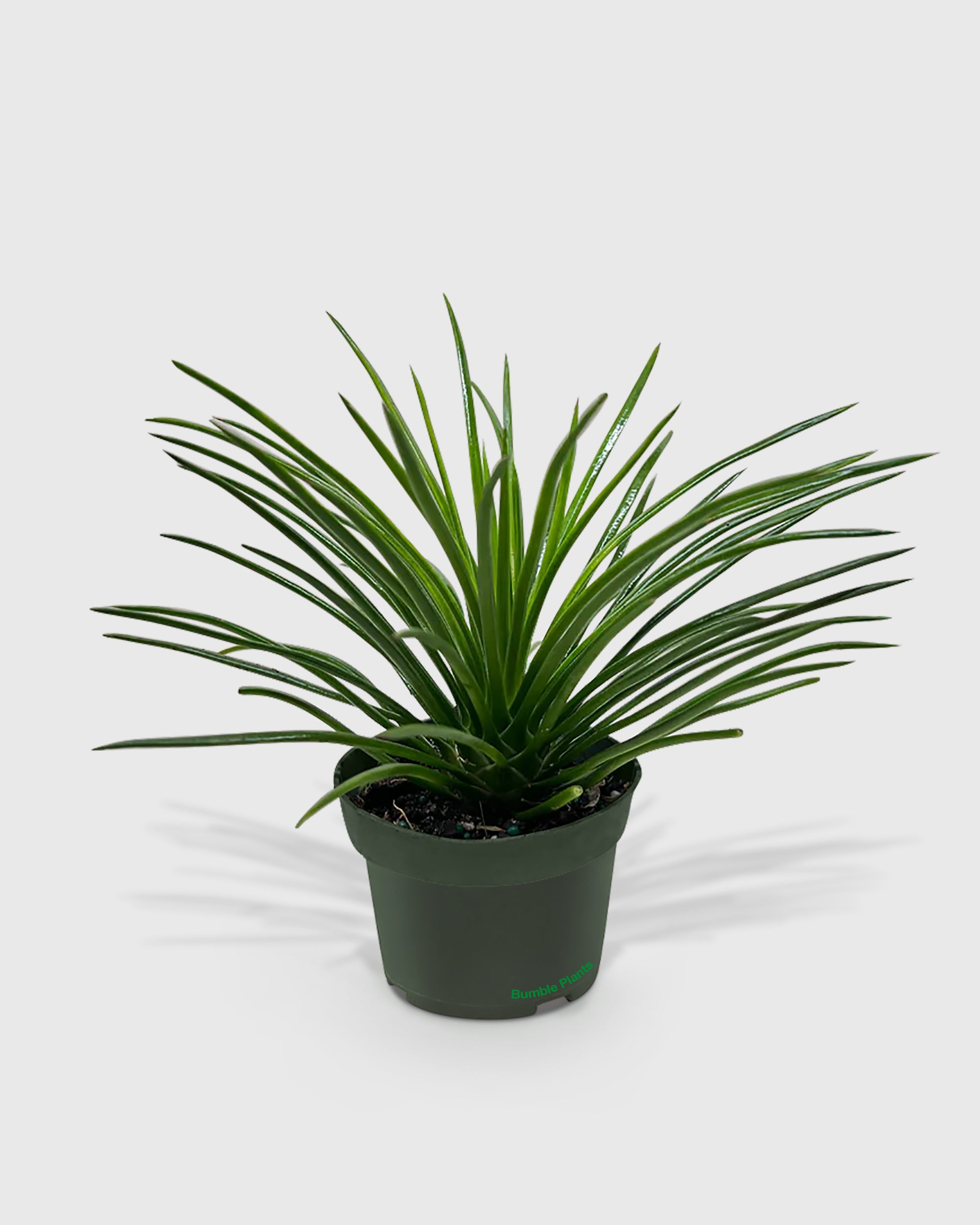 Agave Geminiflora Twin Flower