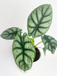 Alocasia Silver Dragon
