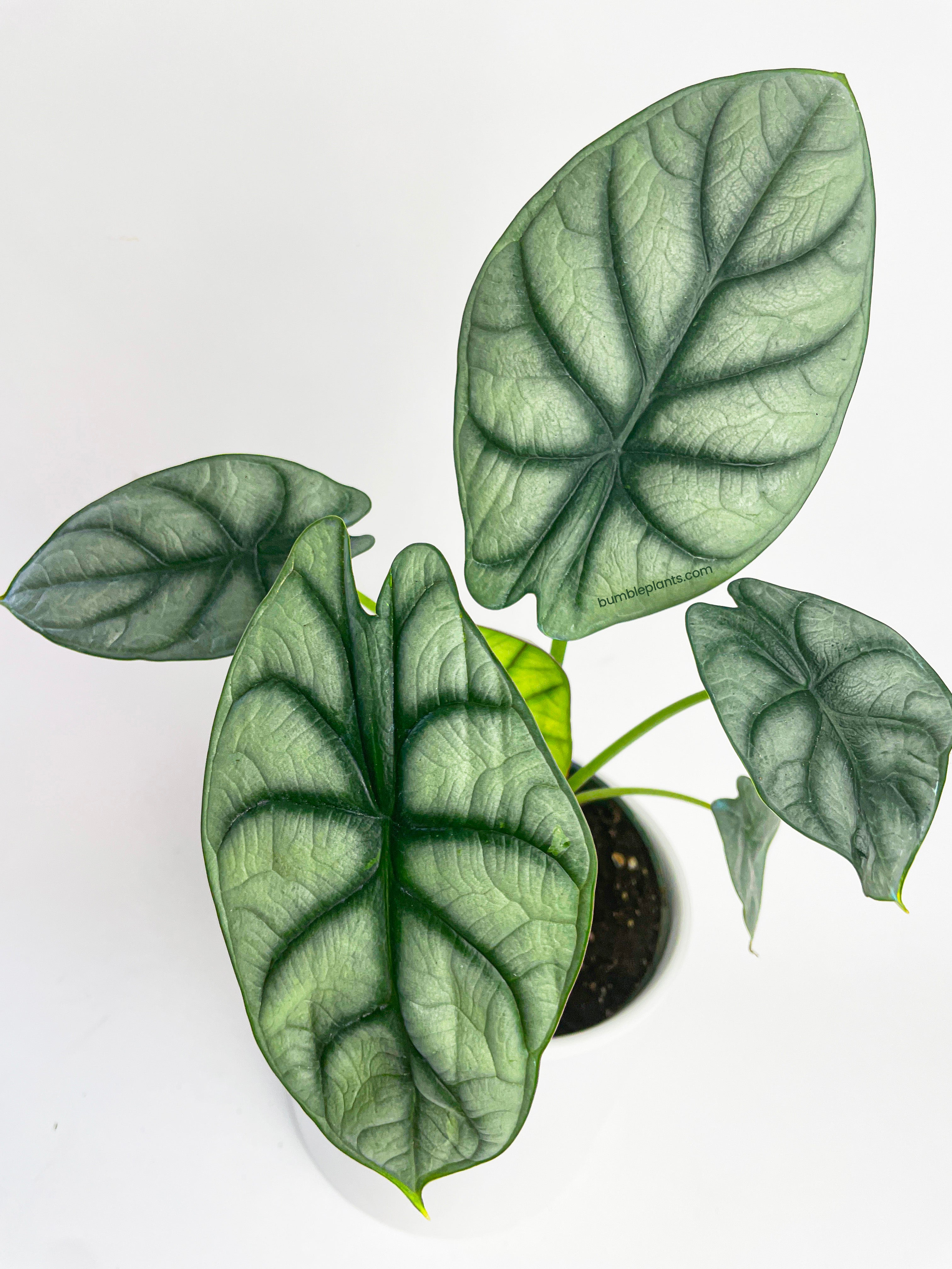 Alocasia Silver Dragon