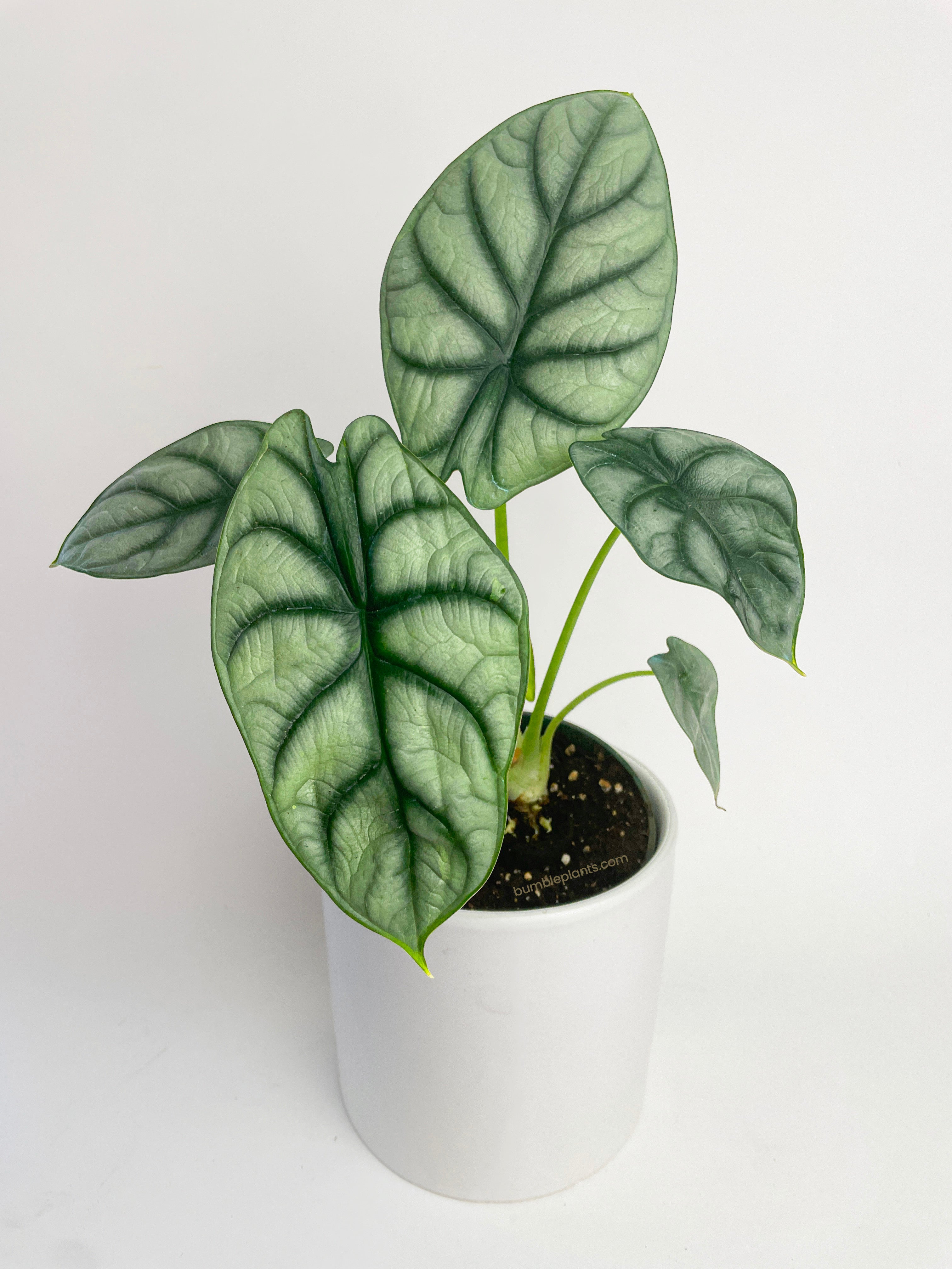 Alocasia Silver Dragon