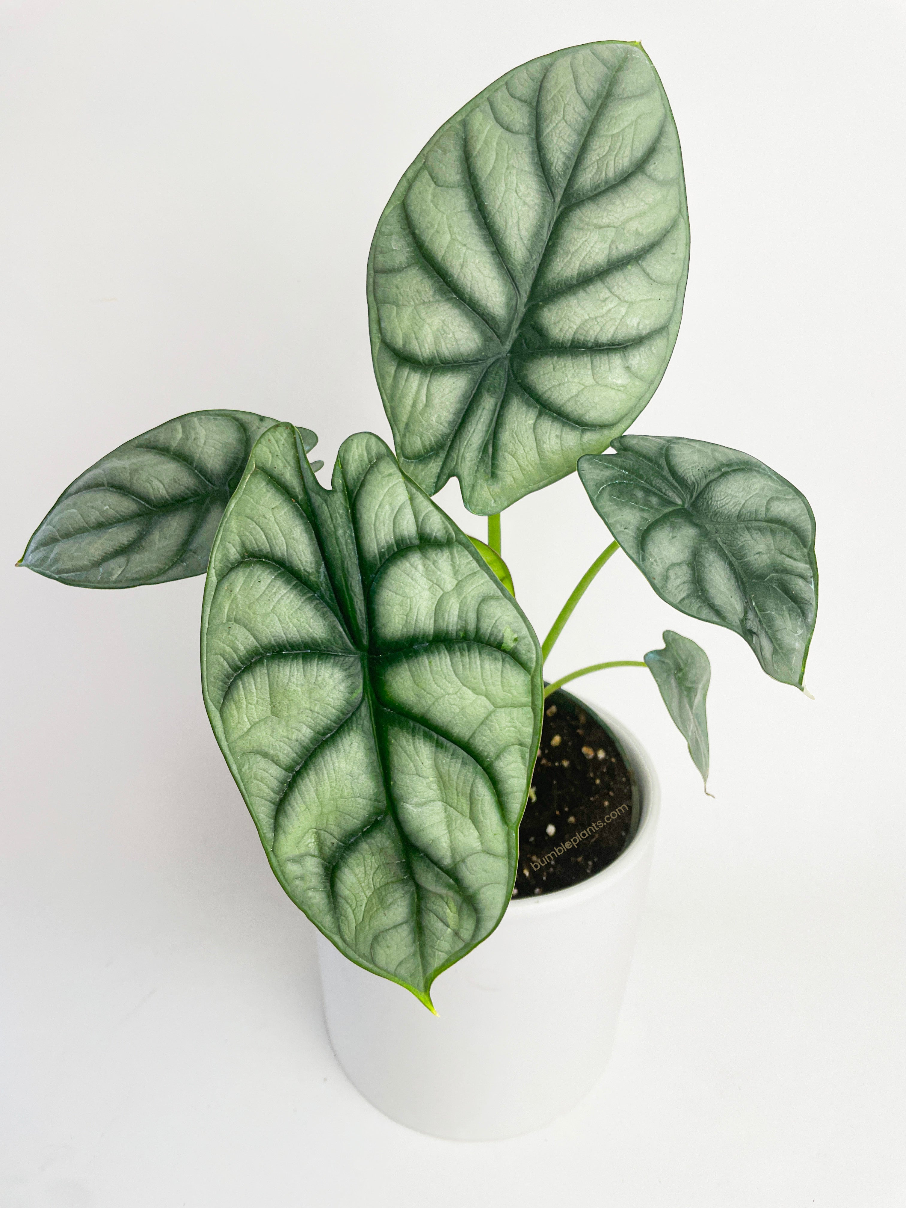 Alocasia Silver Dragon