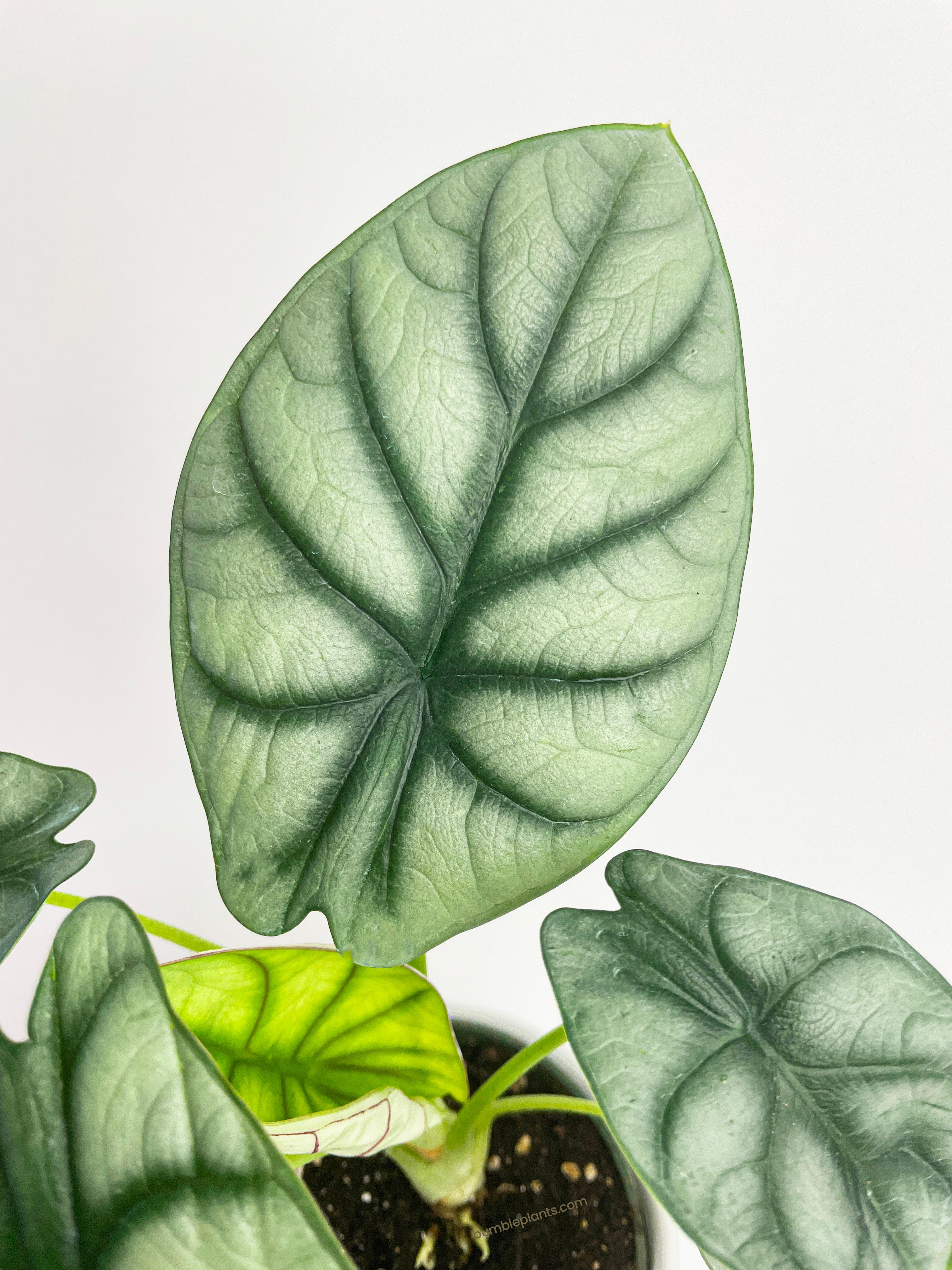 Alocasia Silver Dragon