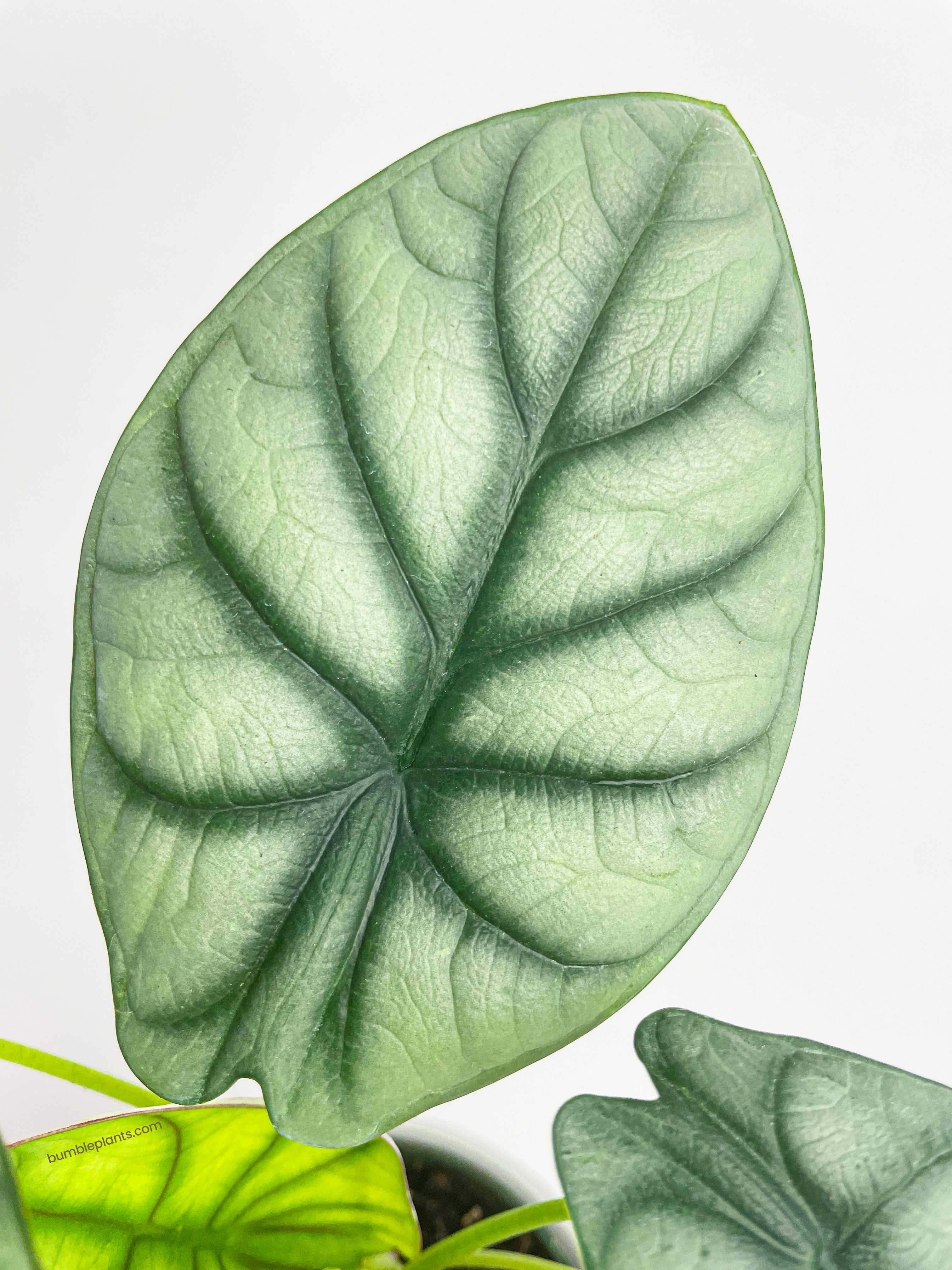 Alocasia Silver Dragon