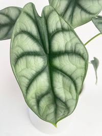 Alocasia Silver Dragon
