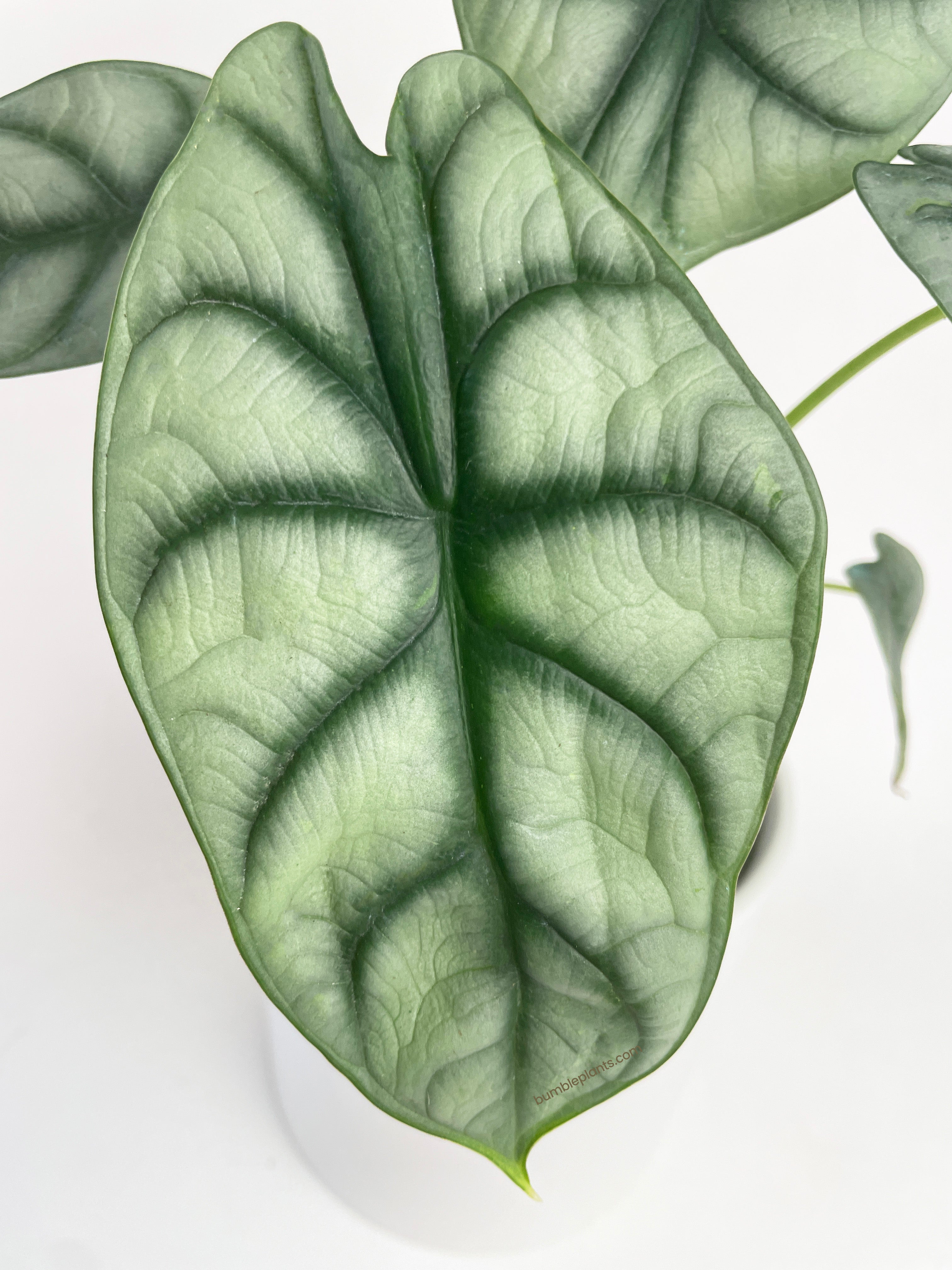 Alocasia Silver Dragon