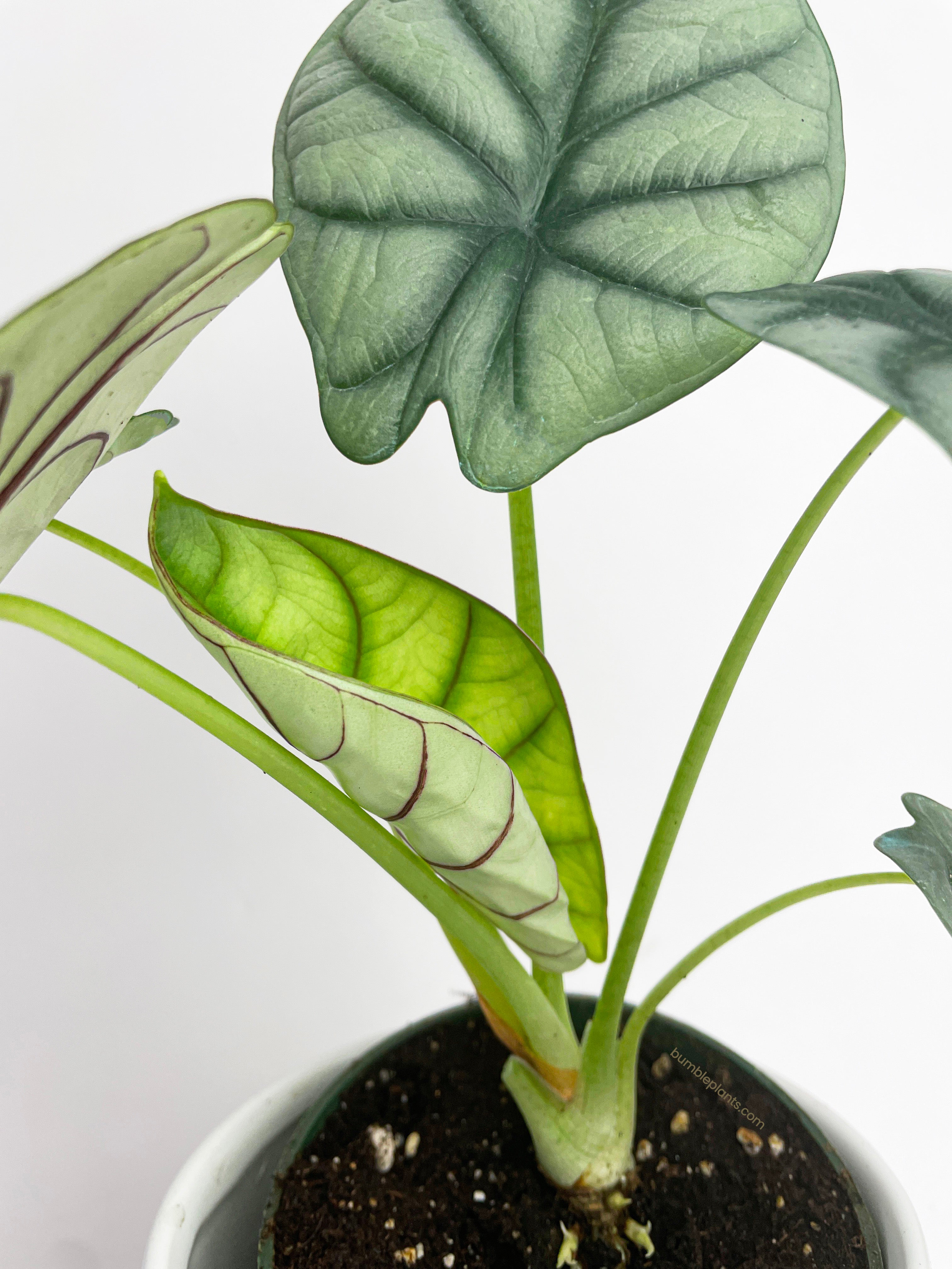 Alocasia Silver Dragon