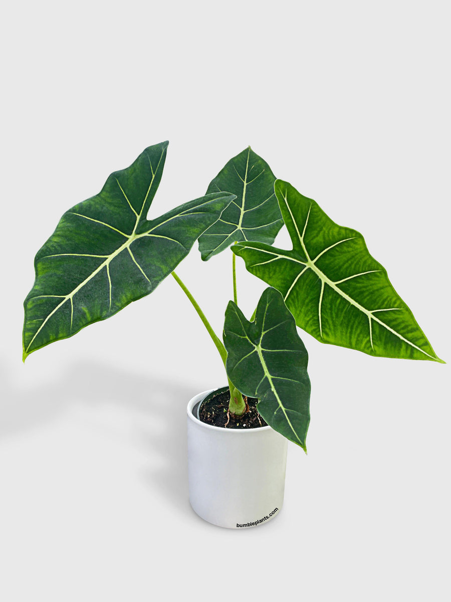 Alocasia Micholitziana 'Frydek' Hybrid - Bumble Plants